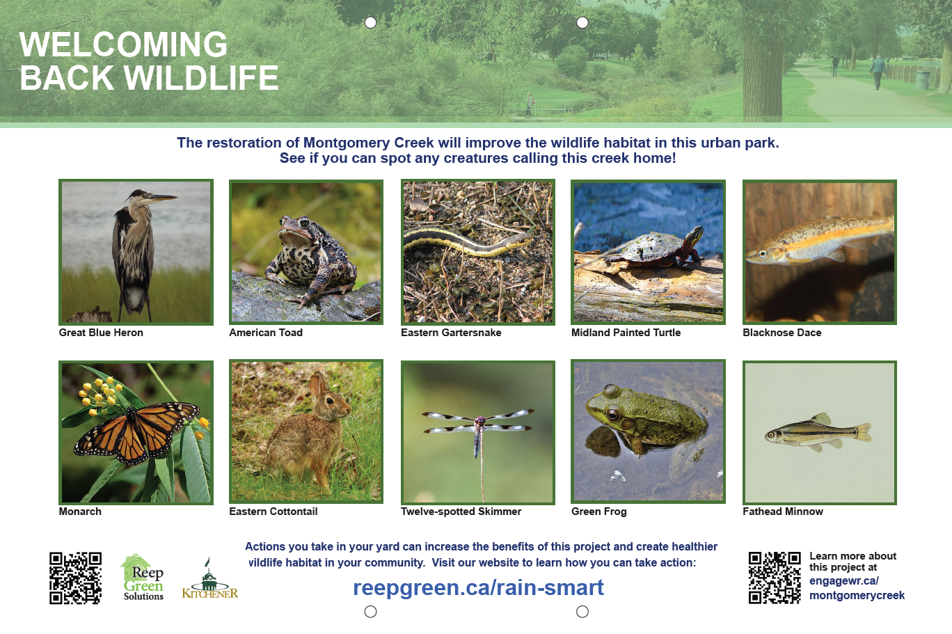 Reep Green Solutions poster titled Welcoming Back Wildlife. The poster shows 10 photos of bird, amphibian, reptile, fish and mammal species likely to return to the creek after construction. 