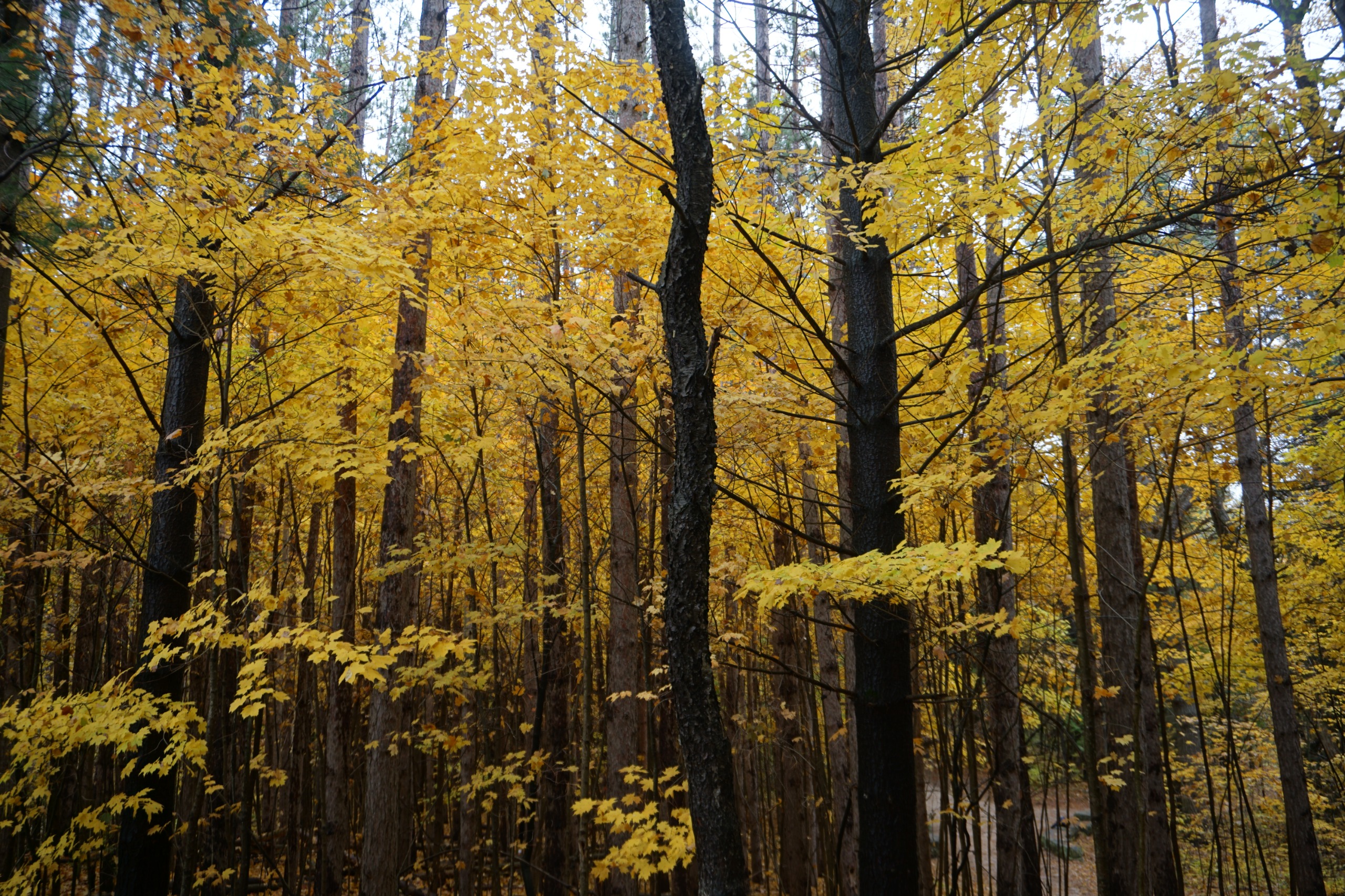 Photo of trees with dark trunks and yellow leaves along Strasburg Creek Trail.