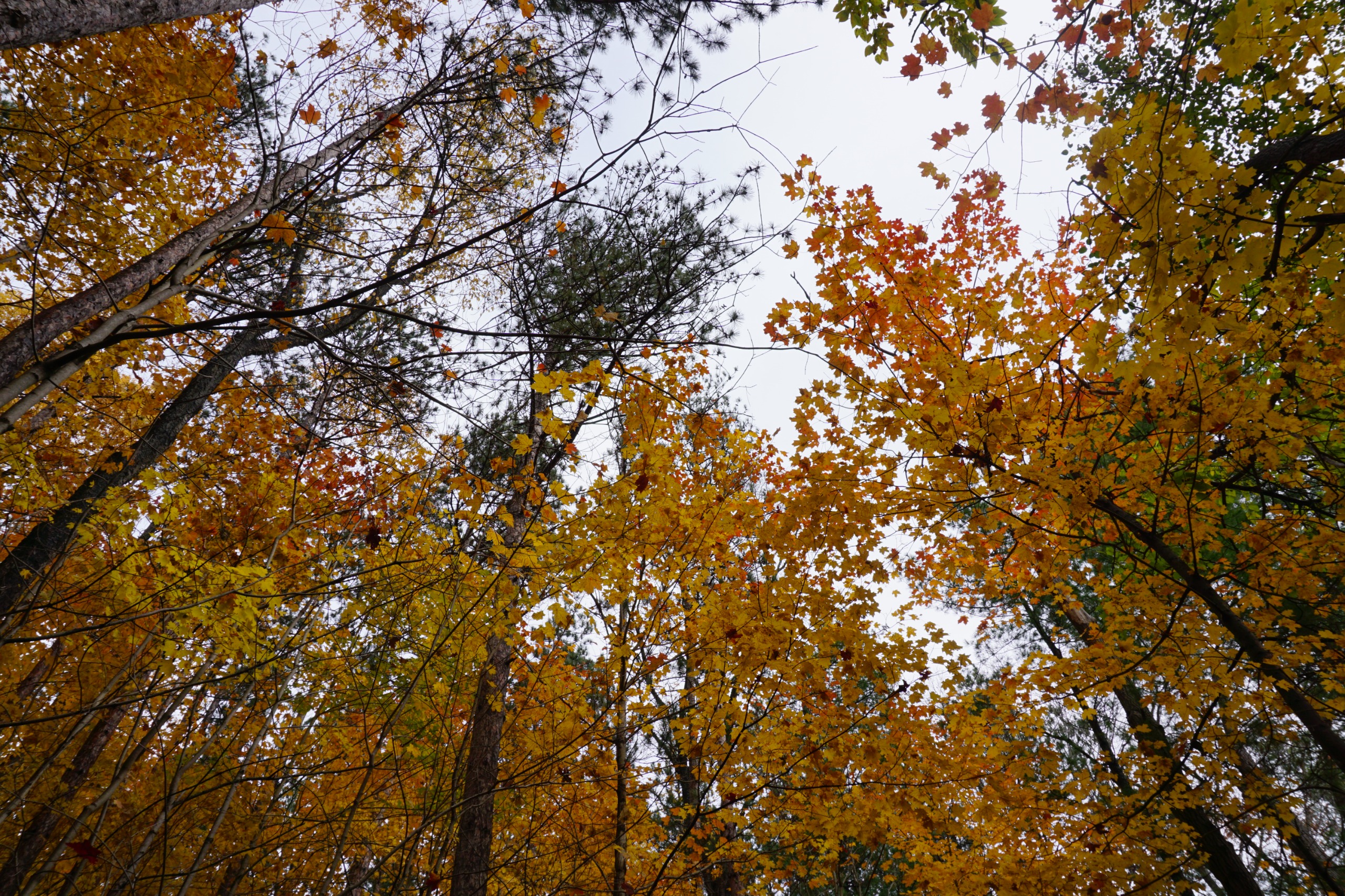 Photo looking up at trees with yellow and orange leaves along Woodland Trail.