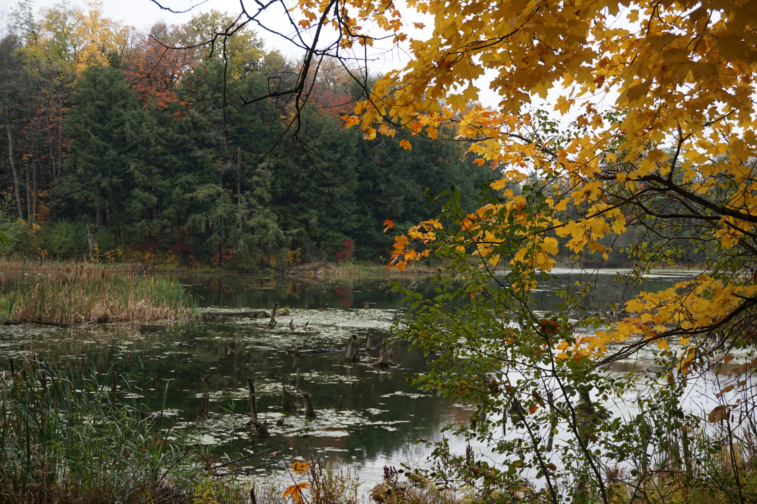 Photo of the pond in Huron Natural Area. To the right, a tree branch with orange leaves hangs over the water’s edge. Lily pads are in the water and evergreen trees line the far end of the pond. 