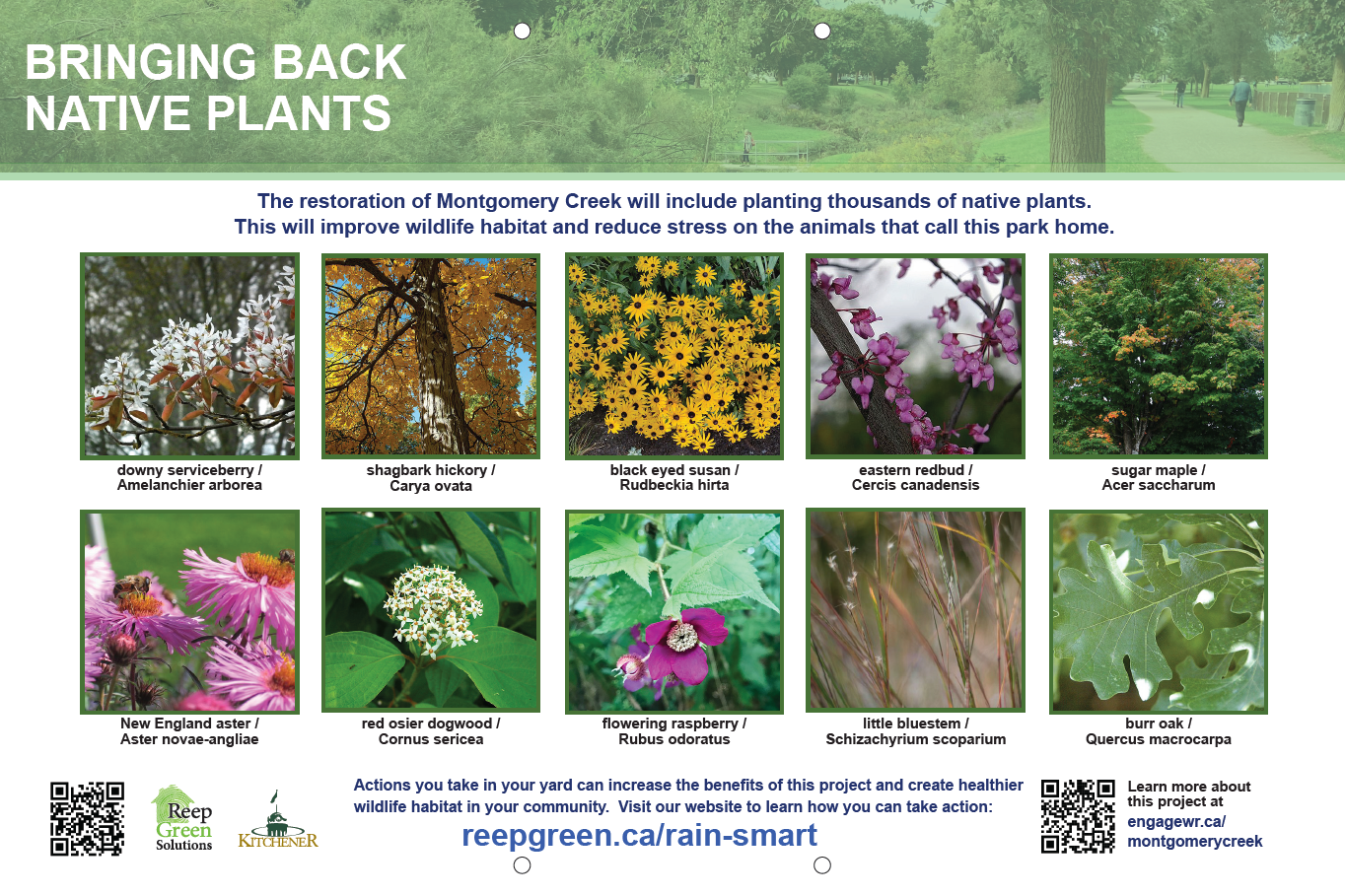Reep Green Solutions poster titled Bringing Back Native Plants. The poster shows photos of 10 species that are native to Ontario