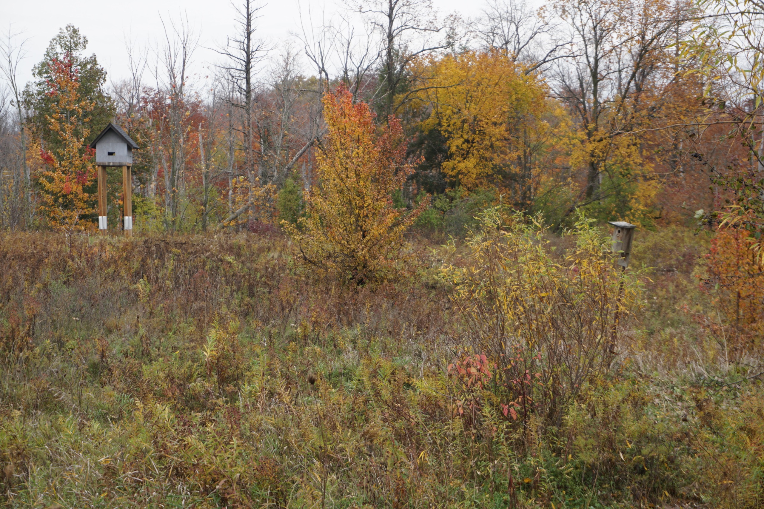 Photo of birdhouses in the meadow along the Huron Trail in Huron Natural Area. 