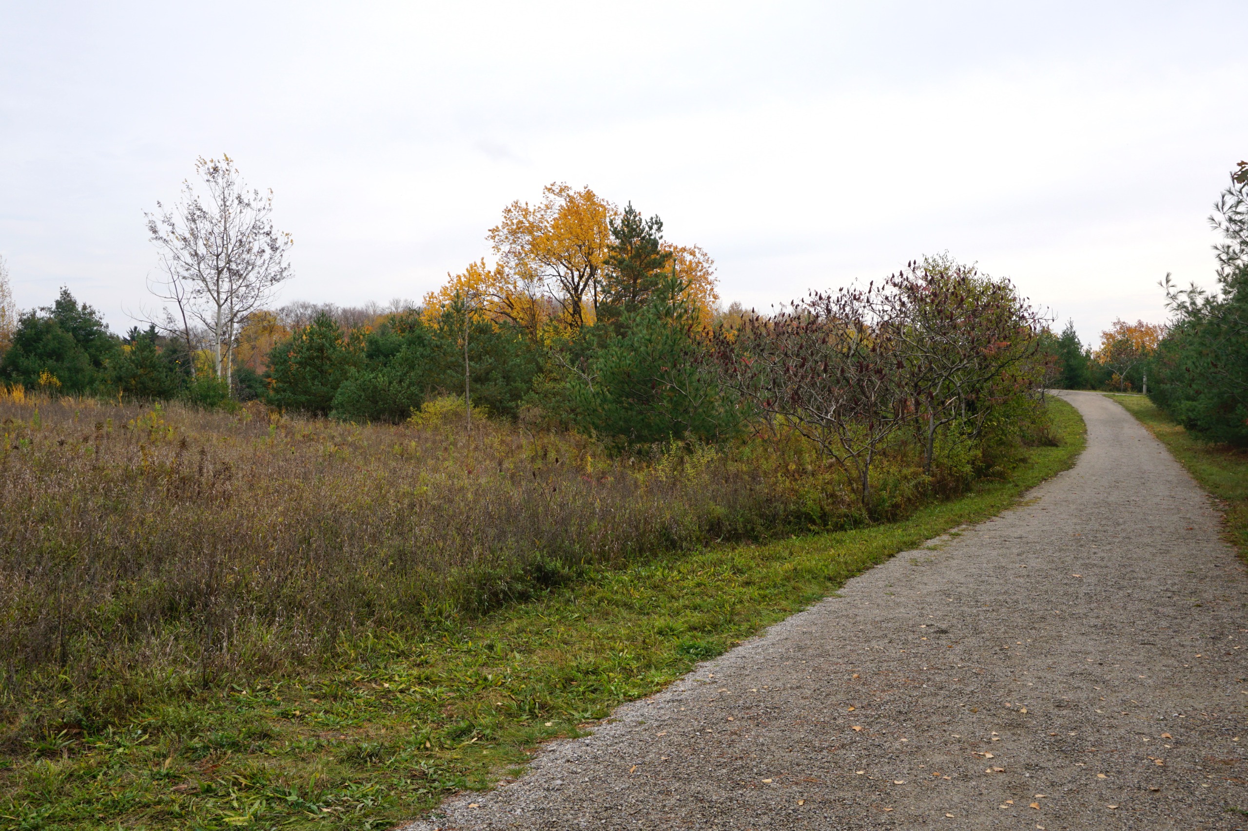 Photo of the Meadow Trail in Huron Natural Area, with different types of trees and brush along the left side.