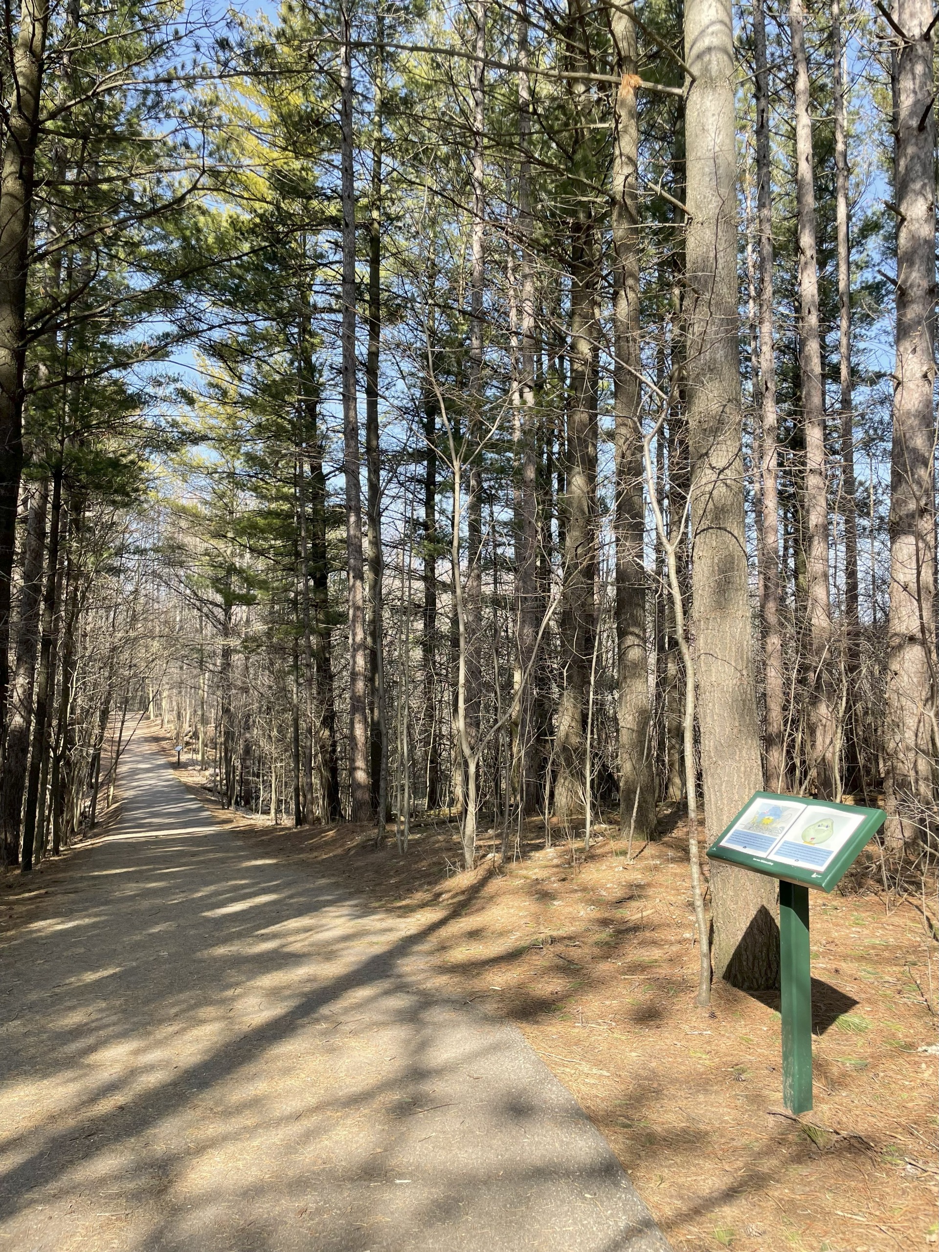 Photo of Plantation Trail. An information board is in the bottom right corner of the photo. The Trail is lined with tall evergreen trees. 