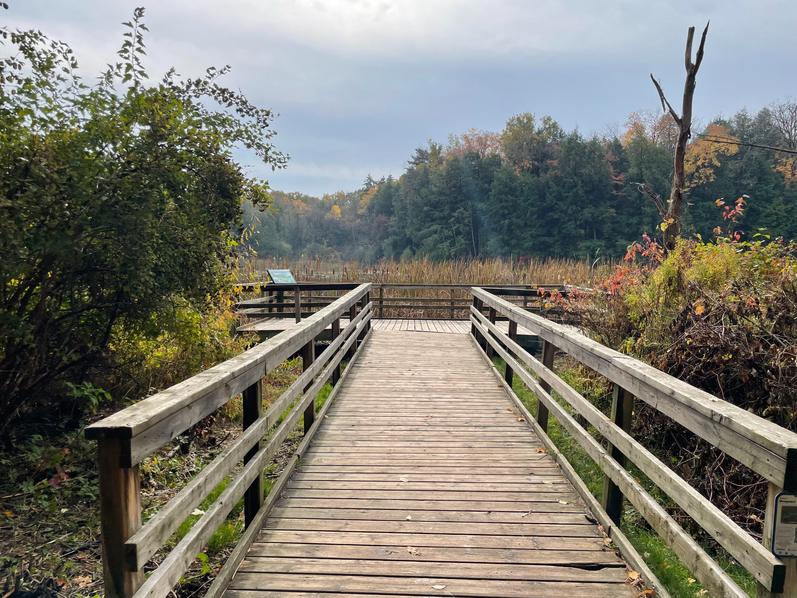 Photo of the boardwalk and viewing platform overlooking the pond at Huron Natural Area. The sides are lined with trees and brush. Cattails line the pond’s edge. 