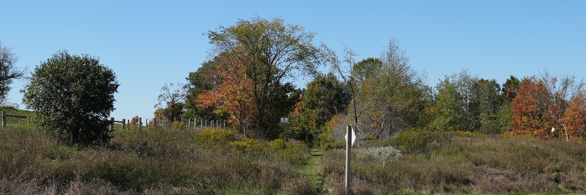 Trees and grass near trail location
