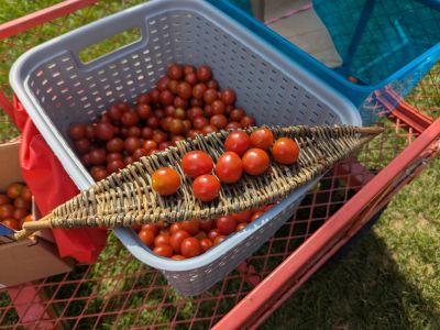 Tomatoes in woven basket